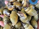  Ốc cà na 