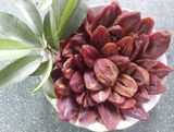  Sapoche sấy dẻo 