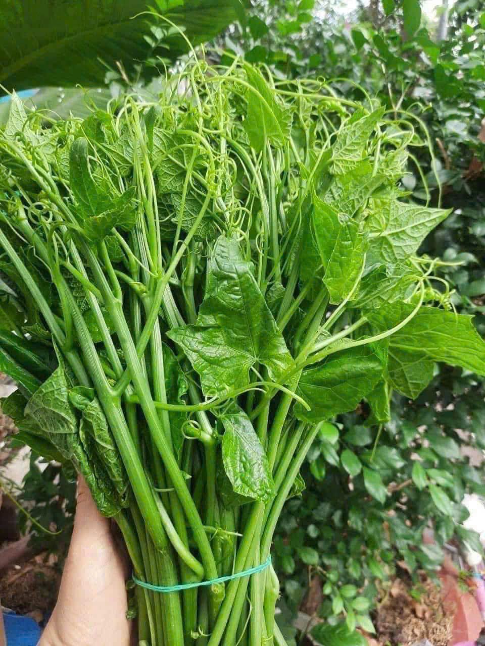  đọt su su 