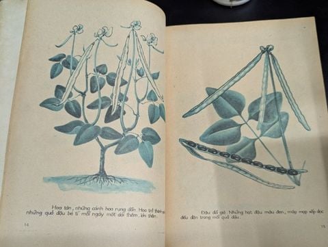  Vịt trắng kể chuyện - Dương Kim Chi 