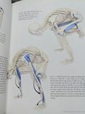  GIẢI PHẪU CÁC TƯ THẾ THĂNG BẰNG BẰNG TAY VÀ LỘN NGƯỢC - RAY LONG 