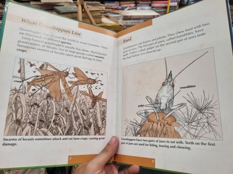  SMALL CREATURES : LOCUSTS AND HOPPERS - R. Thomas & J. Stutchbury 