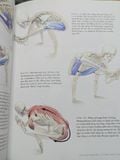  GIẢI PHẪU CÁC TƯ THẾ THĂNG BẰNG BẰNG TAY VÀ LỘN NGƯỢC - RAY LONG 