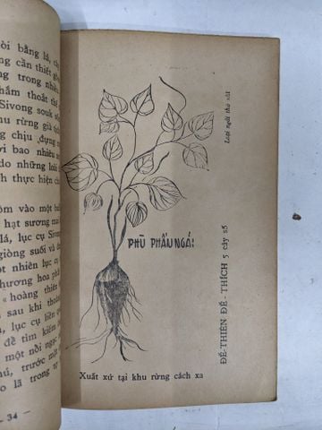  Tìm Hiểu Ngãi Nghễ - Huỳnh Liên Tử 