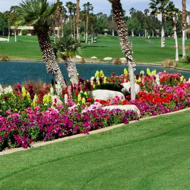  Thuốc diệt cỏ Tower® 