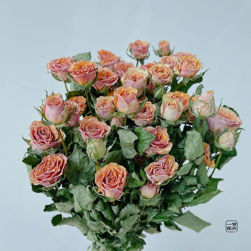  Hoa hồng cành-DF037 