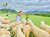 HÀ NỘI - NINH THUẬN - NHA TRANG - HÀ NỘI
