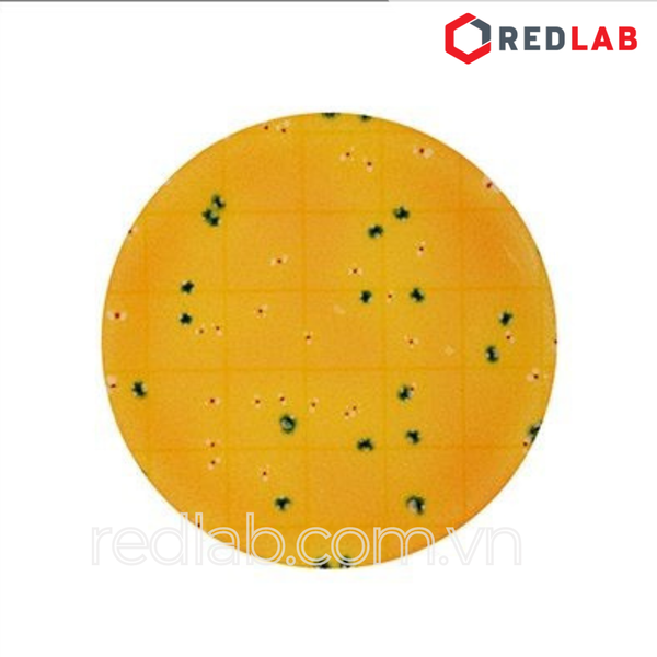 6436 / 6437 Đĩa Petrifilm kiểm E.coli / Coliforms NEOGEN (REC) Petrifilm Rapid E. coli/Coliform Count Plates, có VAT