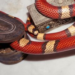 Gucci The Voice Of The Snake EDP 100ml