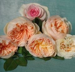 Gucci Bloom Nettare Di Fiori EDP