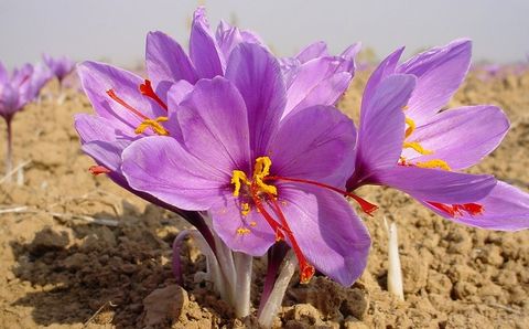 Nhụy hoa nghệ tây  Negin Saffron 1g [Dubai]