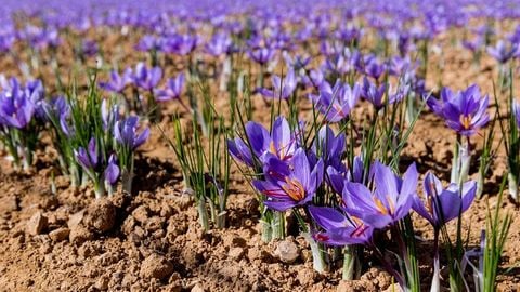 Nhụy hoa nghệ tây  Negin Saffron 1g [Dubai]