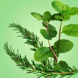 Dầu gội và xả cho tóc hư tổn Suave Rosemary & Mint [Mỹ]