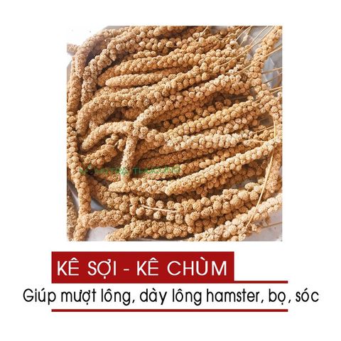  Kê sợi - Kê chùm (loại Thái to mập) cho Hamster, Bọ, Nhím 