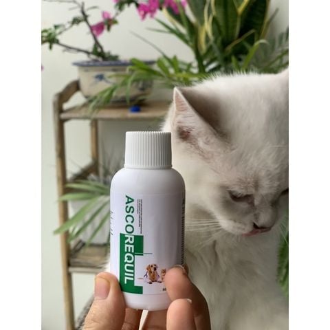  Siro Giải Độc Gan Ascorequil 50ml - Phục Hồi Chức Năng Gan Hiệu Quả, Tăng Tuổi Thọ Cho Chó Mèo - Xuất Xứ Italy (Allcarequil) 