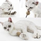  Que cỏ bạc hà Catnip dành cho mèo 