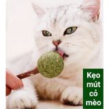  Que cỏ bạc hà Catnip dành cho mèo 