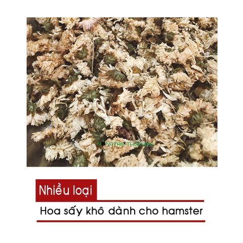  Hoa sấy khô Hamster - Hoa Đậu Biếc/Hoa Cúc 