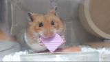  Bánh Xốp Dinh Dưỡng Cho Hamster (3 Bánh) 