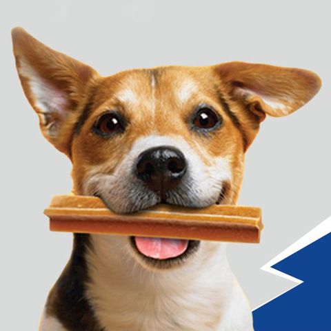  Bánh Xương Gặm Sạch Răng Pedigree Dentastix - Mọi Kích Cỡ Chó 