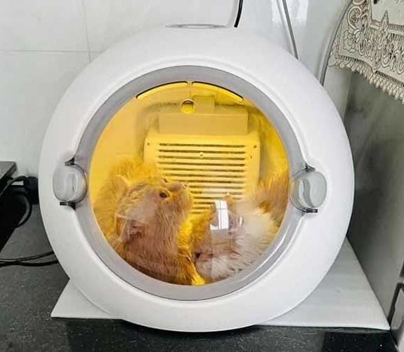 Papi Meo Máy Sấy Lông/ Lồng Sấy Lông Papi Plus Cho Chó Mèo 57x53x38cm – Nông ...