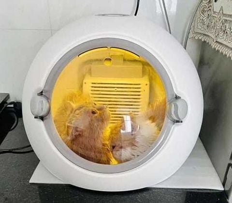  Máy Sấy Lông/ Lồng Sấy Lông Papi Plus Cho Chó Mèo 57x53x38cm 