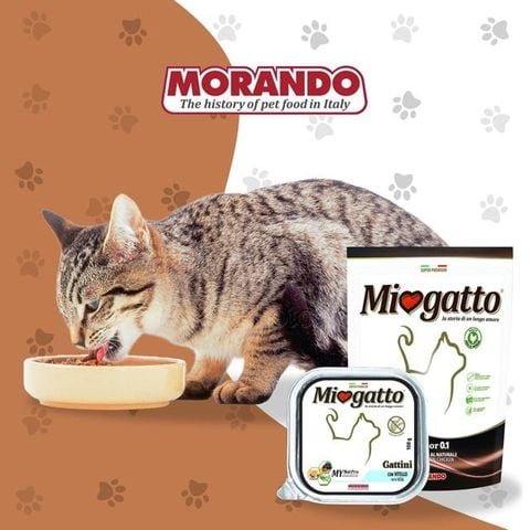  Pate cho mèo lớn Miogatto 85g - Nhiều vị 
