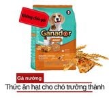  Hạt Cho Chó Trưởng Thành Ganador Chicken Roasted - Vị Gà Nướng 