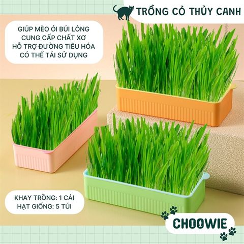  Bộ Khay Trồng Cỏ Mèo Thủy Canh Giúp Cung Cấp Chất xơ, Loại Bỏ Búi Lông Cho Mèo 