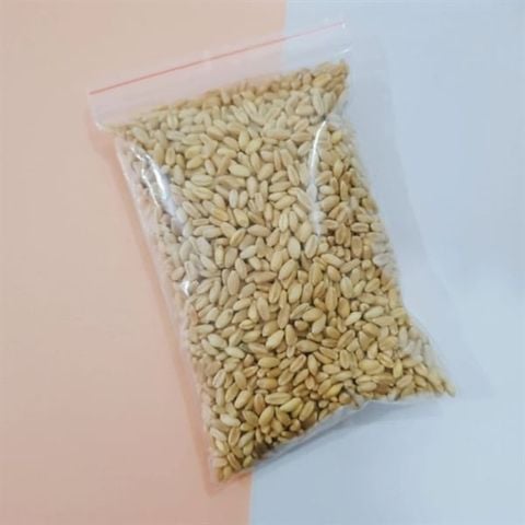  Hạt Giống Trồng Cỏ Catnip - 1 Bịch Lẻ 