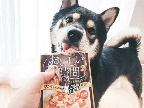  Pate Chó DoggyMan Súp Dinh Dưỡng Rau Củ - 70gr - Nhiều vị 