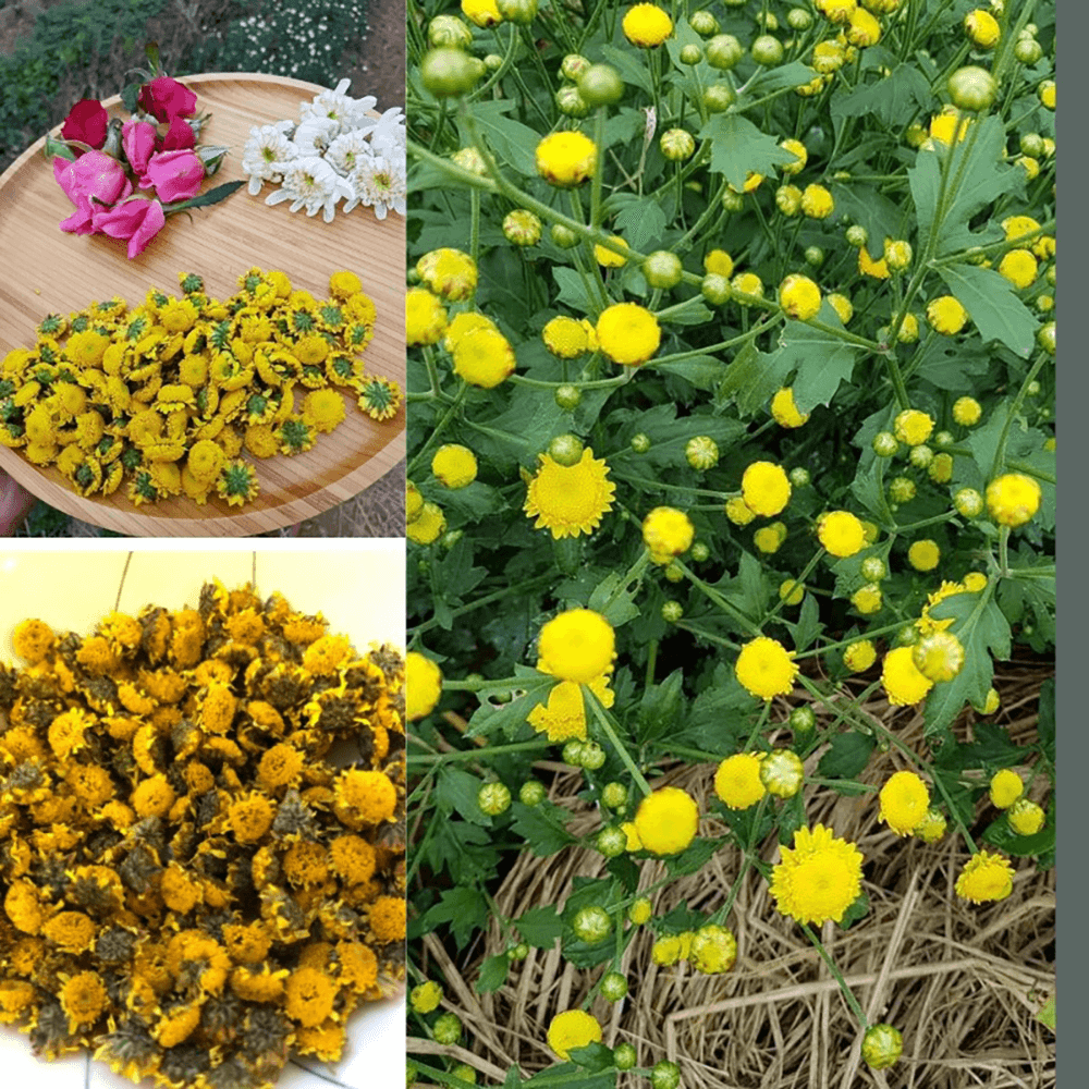 Trà Hoa Cúc Chi (Cúc Tiến Vua) Sấy Khô Nguyên Bông