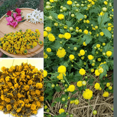 Trà Hoa Cúc Chi (Cúc Tiến Vua) Sấy Khô Nguyên Bông