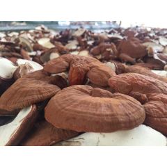 (Quà Tặng) Nấm Linh Chi Đỏ - Hồng Chi Cao Cấp