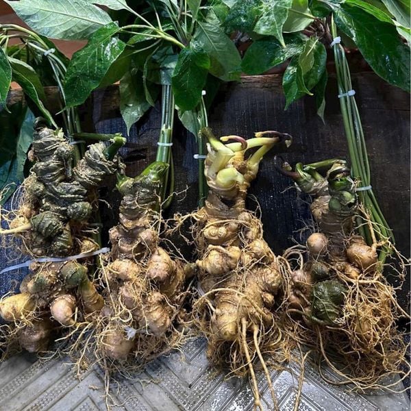  Sâm vùi rừng BKHEVN-9088 