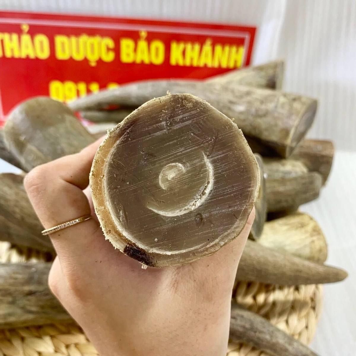  Sừng trâu nước làm thuốc 