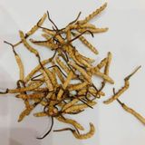  Đông trùng hạ thảo Hàn Quốc nguyên con BKHEKR-9101 