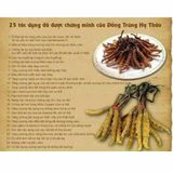  Đông trùng hạ thảo Hàn Quốc nguyên con BKHEKR-9101 