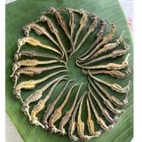  Cá ngựa khô BKNHVN-9005 