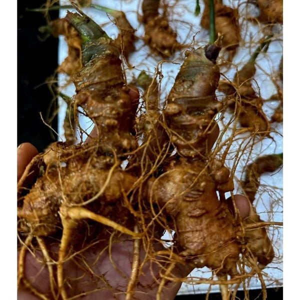  Sâm vùi đầu dài rễ tơ BKNHVN-9010 