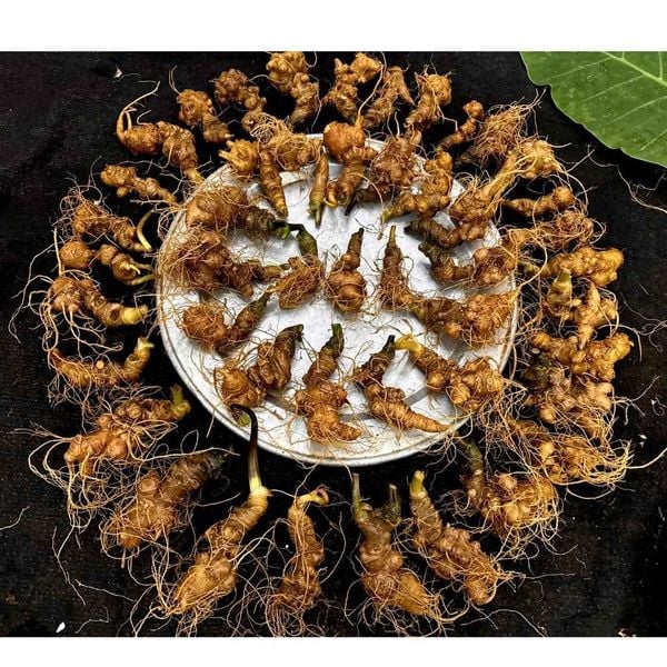  Sâm Ngọc Linh đầu dài rễ tơ BKNHVN-9012 