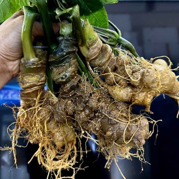  Sâm ngọc linh tươi BKNHVN-9013 