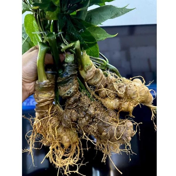  Sâm ngọc linh tươi BKNHVN-9013 