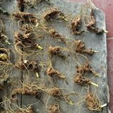  Sâm ngọc linh tươi BKNHVN-9014 