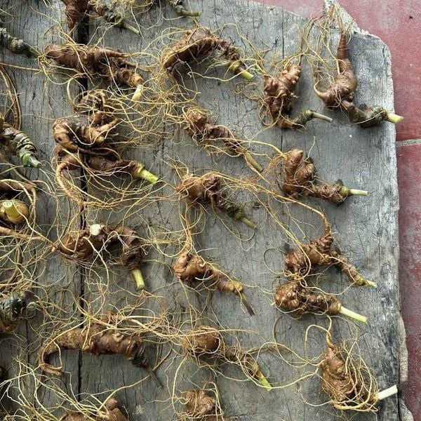  Sâm ngọc linh tươi BKNHVN-9014 