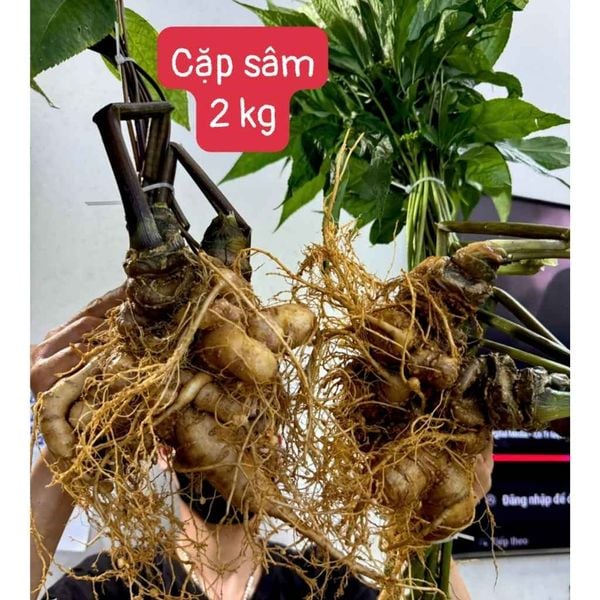  Cặp sâm ngọc linh lớn BKNHVN-9016 