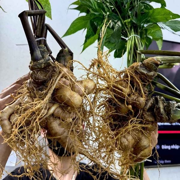  Cặp sâm ngọc linh lớn BKNHVN-9016 