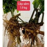  Cặp Sâm Vùi Siêu Khủng BKNHVN-9018 