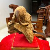  báo đốm gỗ nu ngọc am liền khối nu kín 100% BKWOVN-9067 