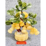  Cây hồ lô đá ngọc 